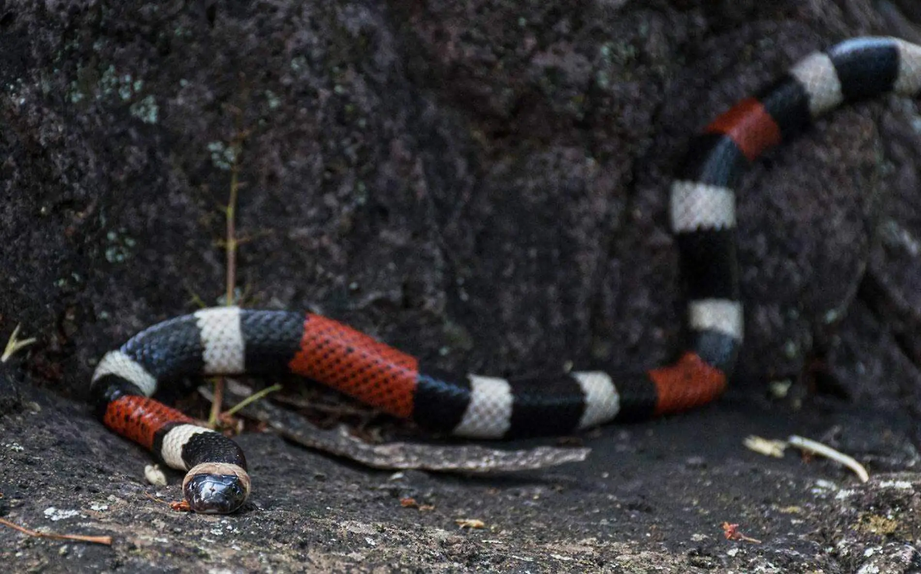 serpiente-coralillo-cortesia-karime-diaz