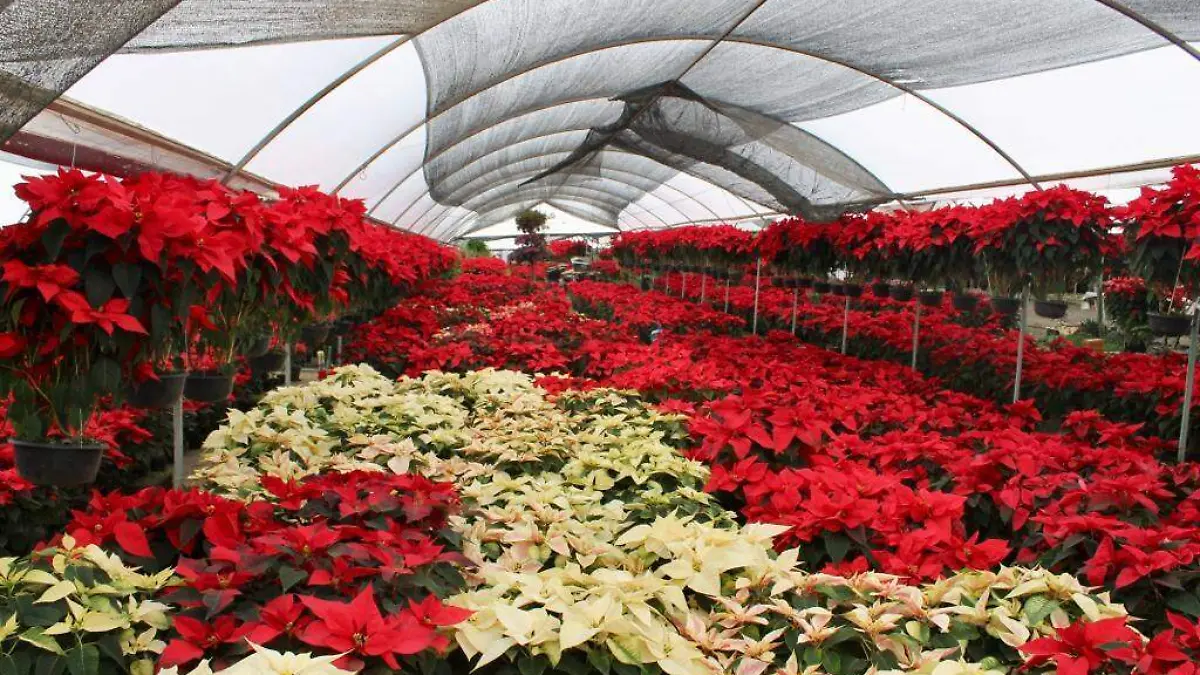 plantas-para-mi-casa-2