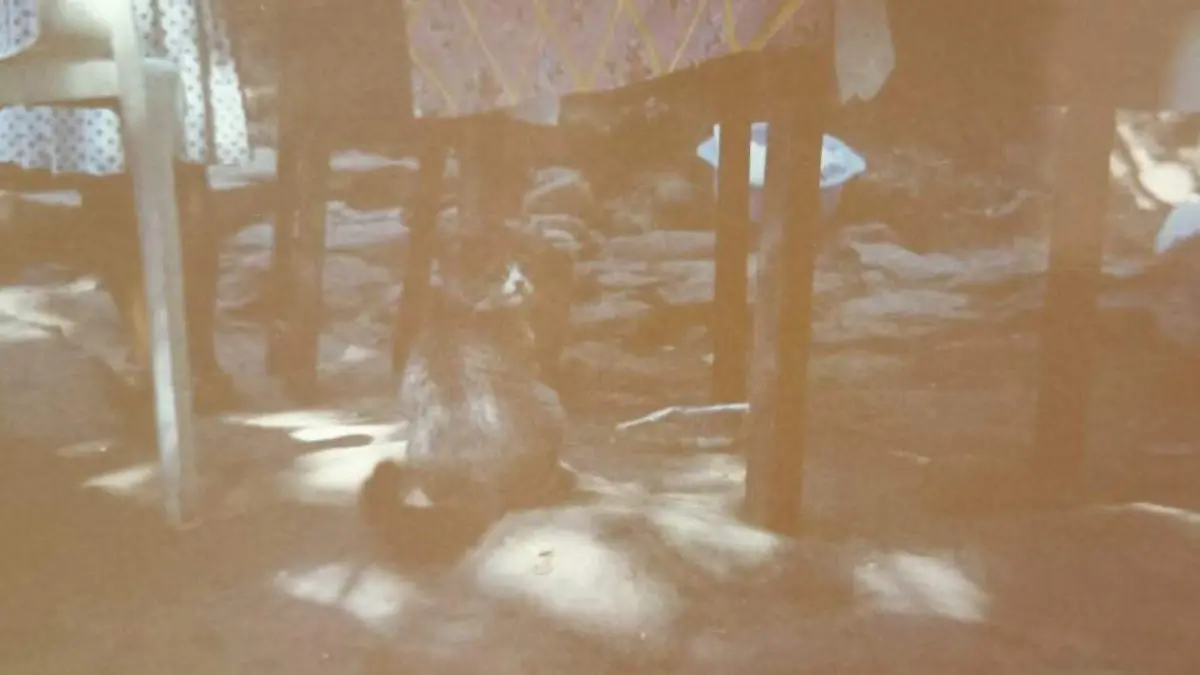 eclipse-1991-morelos (3)