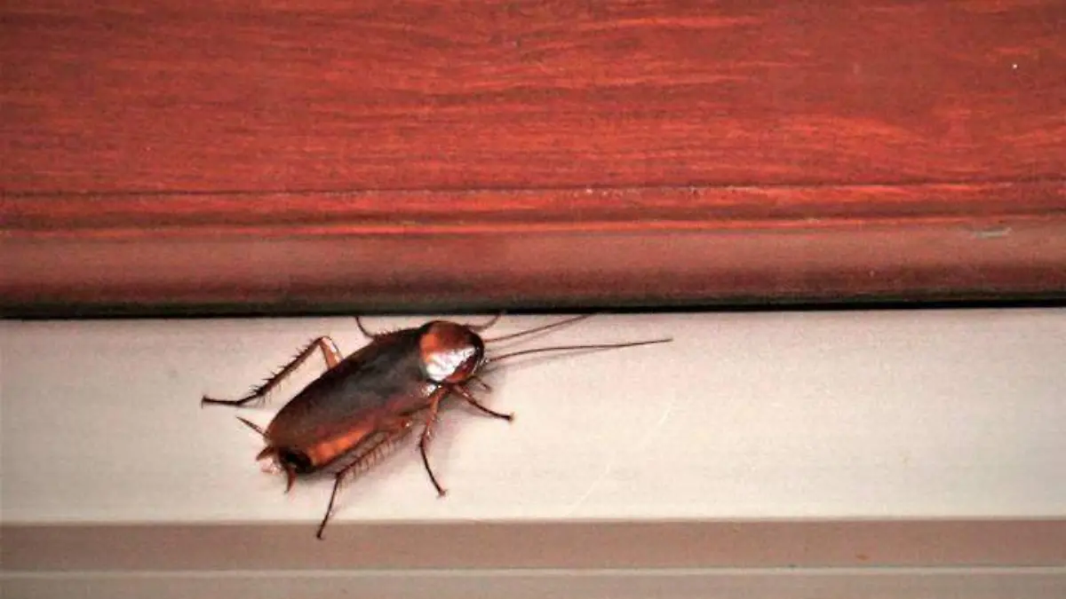 cucaracha-en-restaurante-