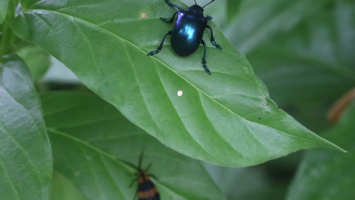 escarabajo-barranca-cuernavaca-cuartoscuro-margarito-perez