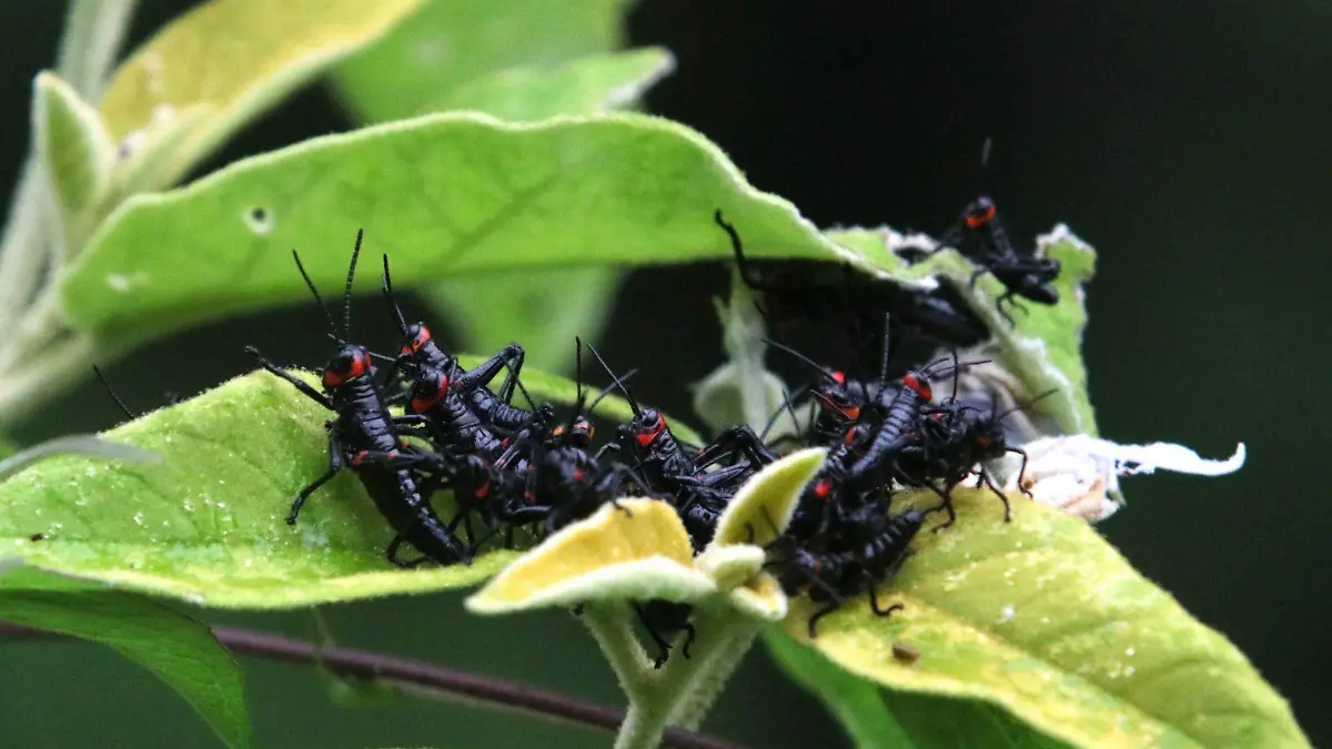 saltamontes-perezosos-cuartoscuro-margarito-perez-cuernavaca