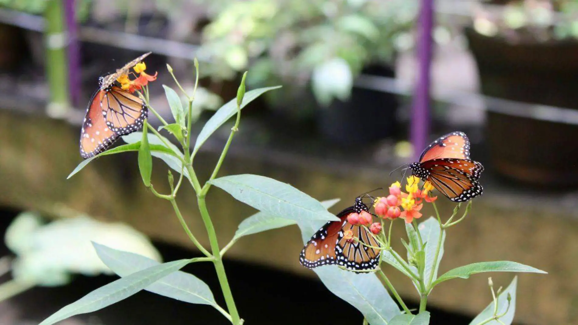 mariposario-chapultepec