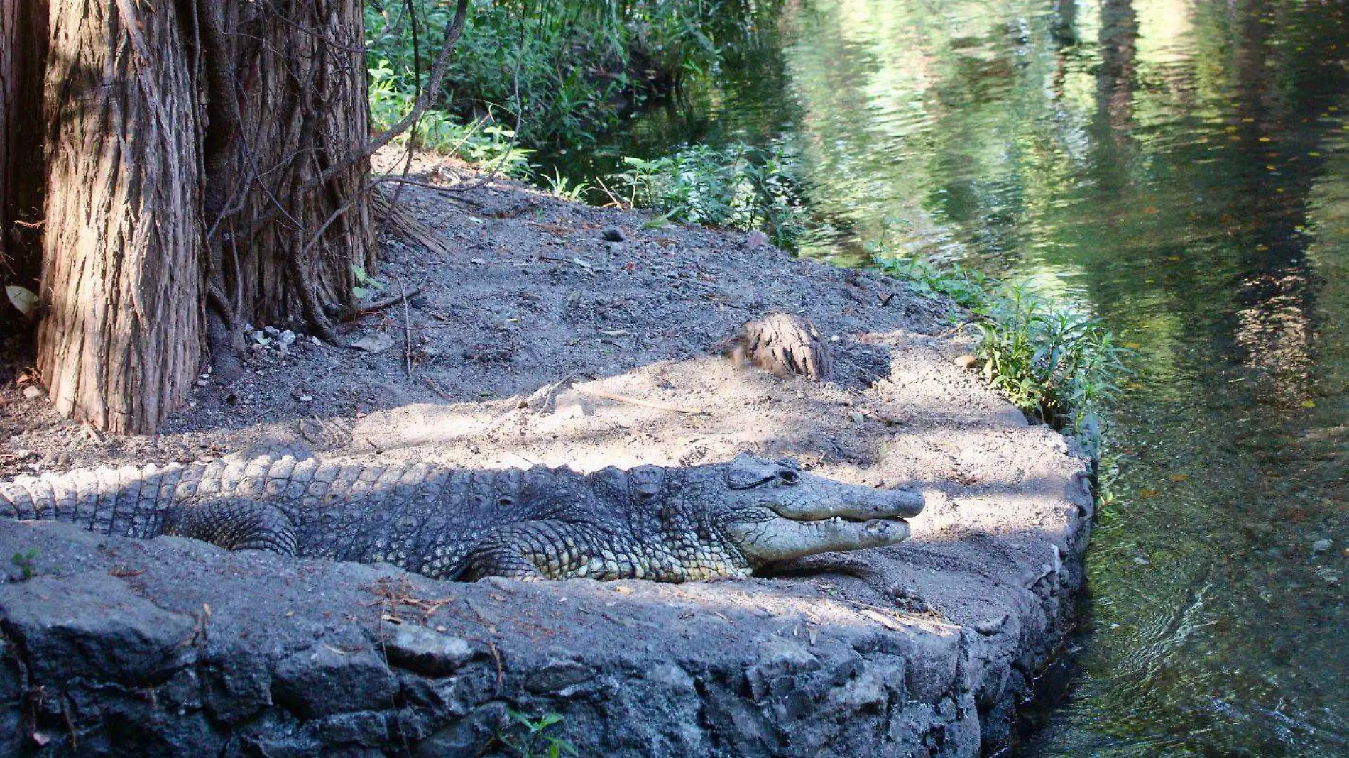 cocodrilo-parque-chapultepec