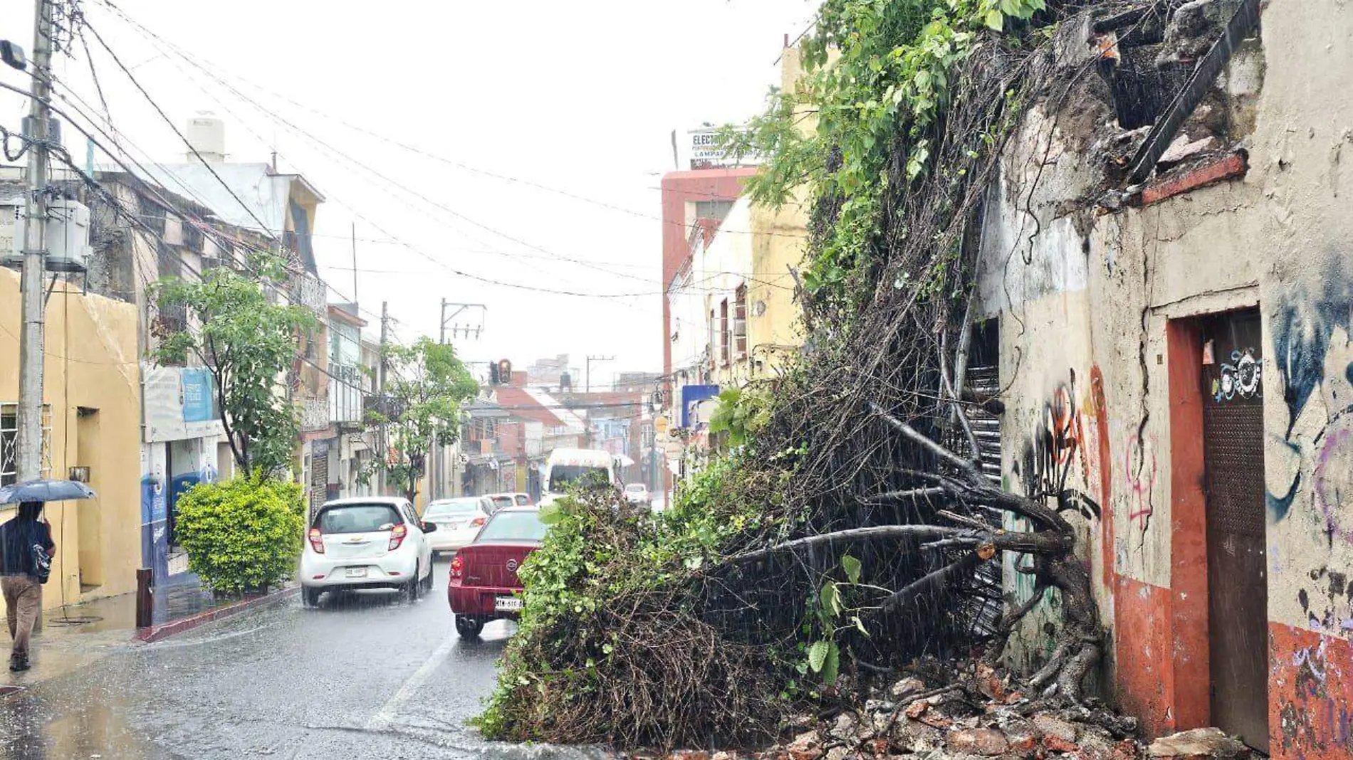 arbol-caido-cuernavaca