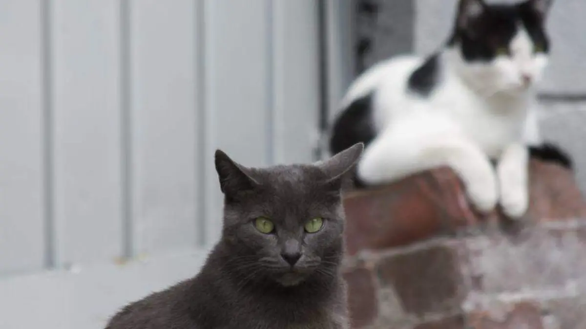 animales-sin-hogar (3)