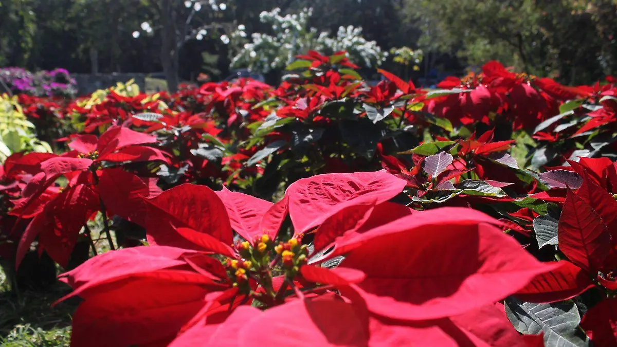 nochebuena-morelos-festival-