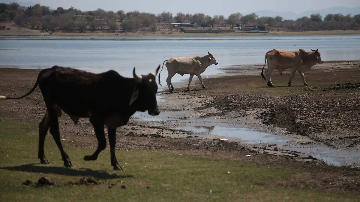 laguna-rodeo-margarito-perez-cuartoscuro