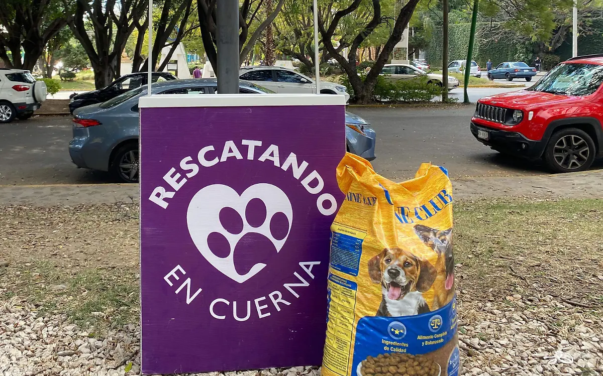 adopción-perros-cuernavaca-valeria2