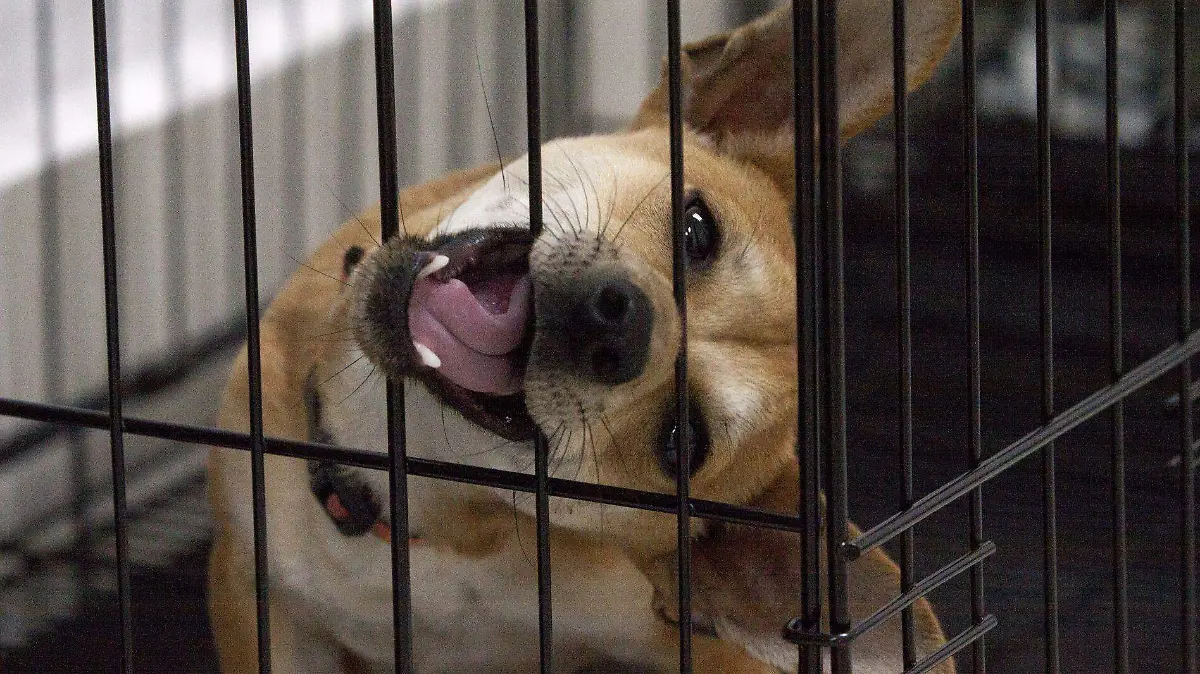 animales-sin-hogar (6)