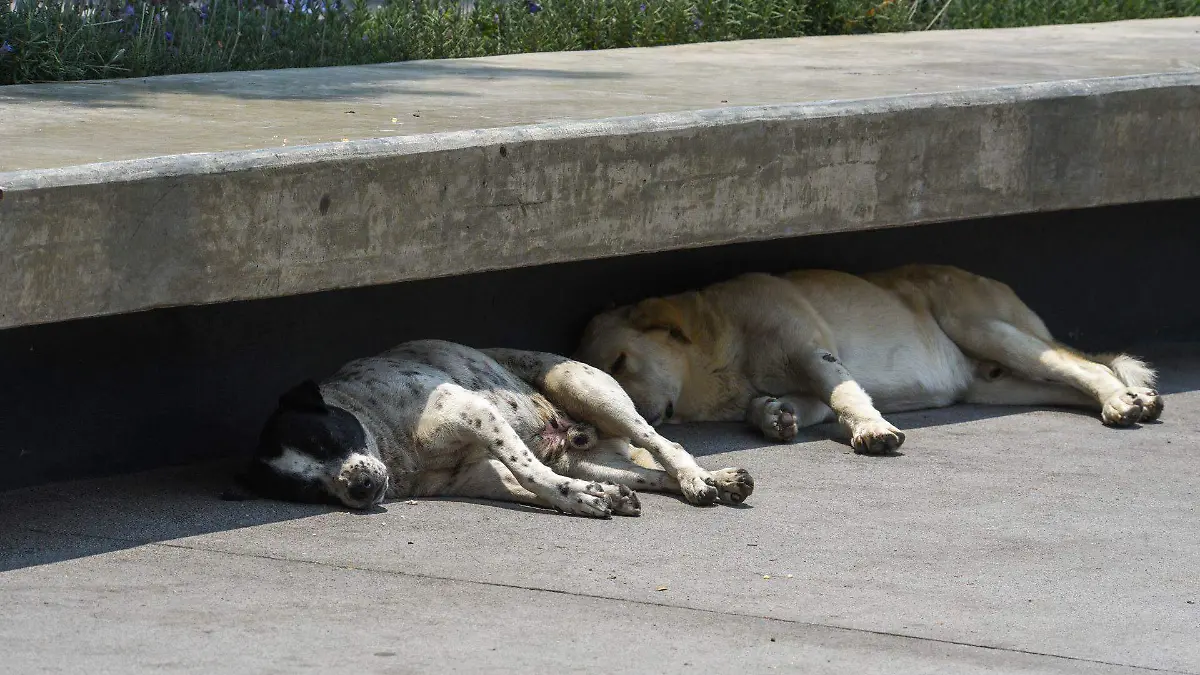 980678_Descanso perruno -5.jpg _web