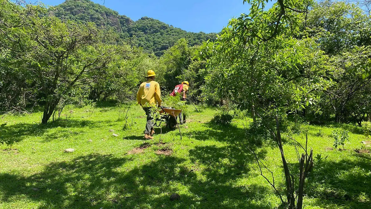 reforestacion-morelos-sds