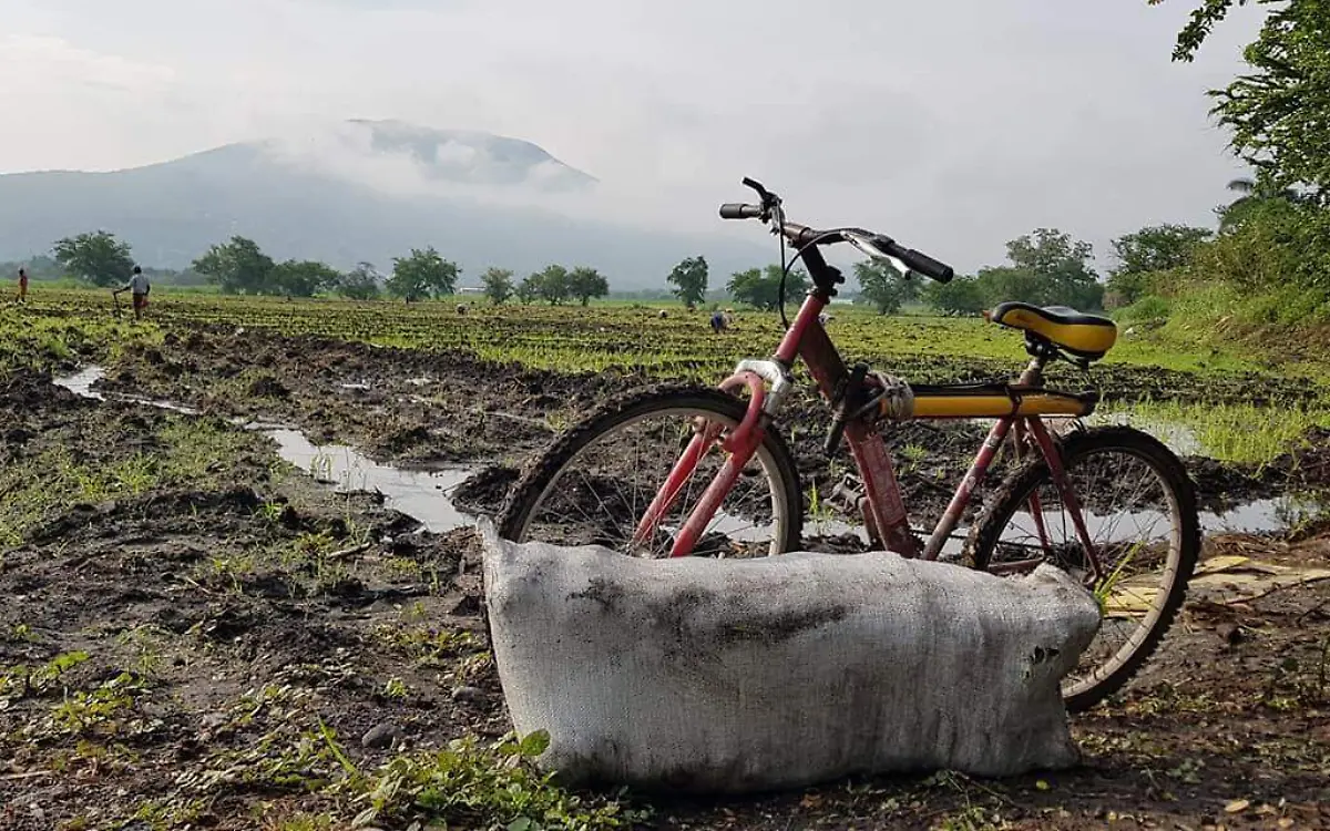 cultivo-arroz-zona-sur-Angelina