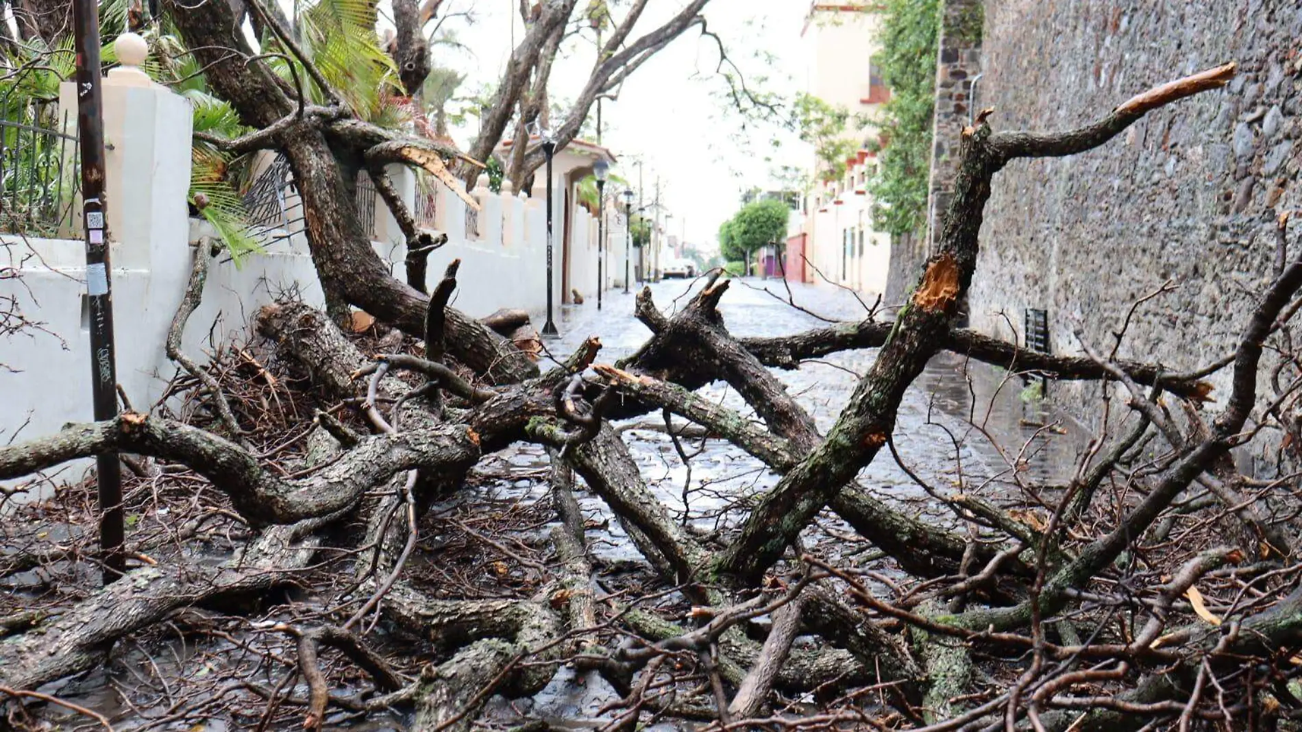 arbol-colapsado-cazares