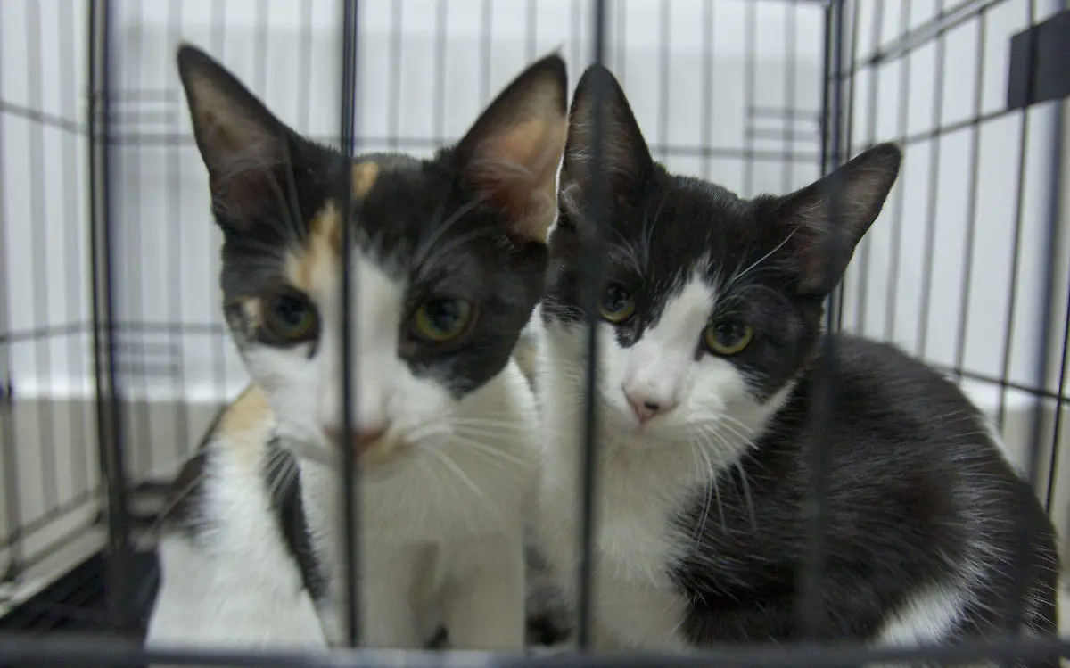 animales-sin-hogar (4)