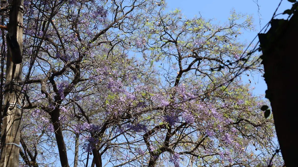 jacaranda-morelos-árbol