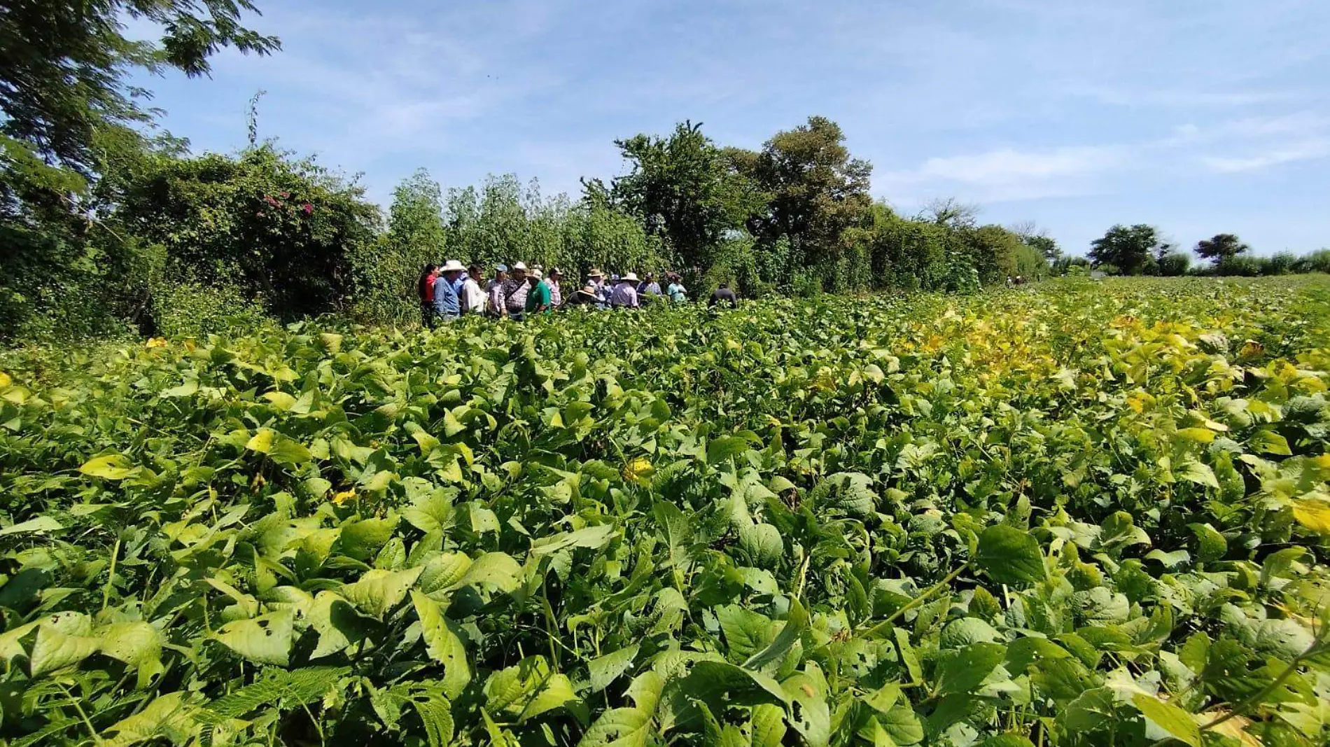 cultivo-de-soya-en-morelos