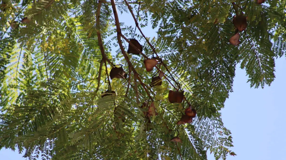 árboles-jacarandas-morelos 