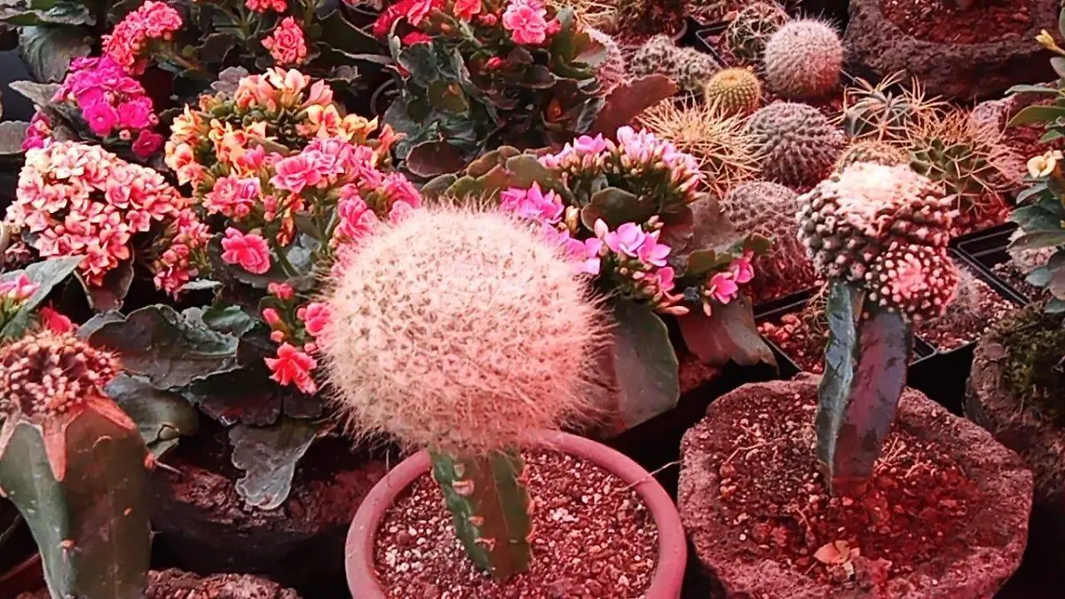 plantas-ornamentales-feria-pan-cuernavaca