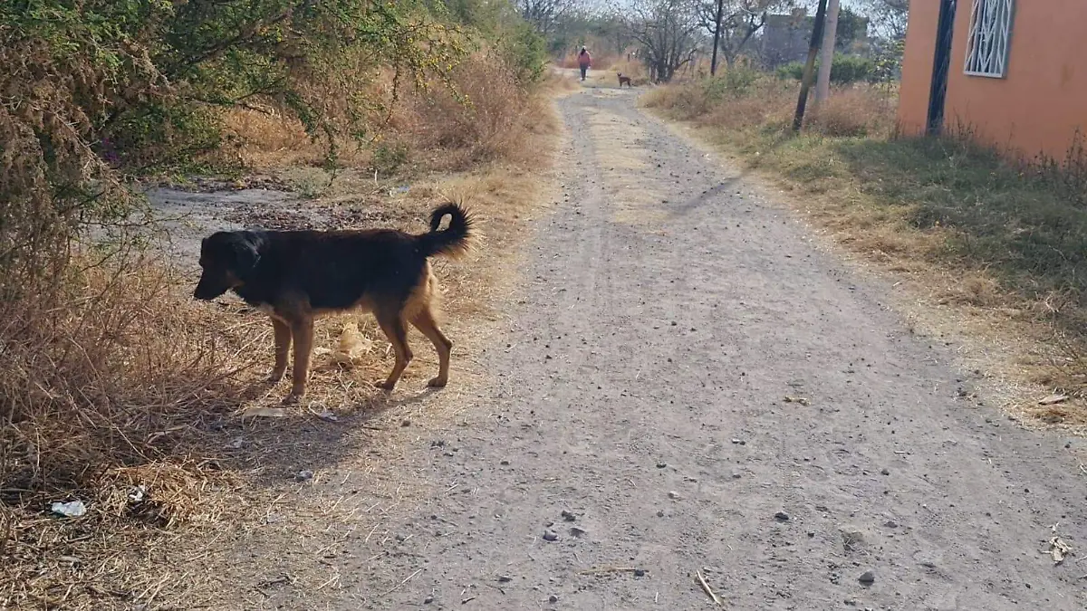 peritos-veterinarios