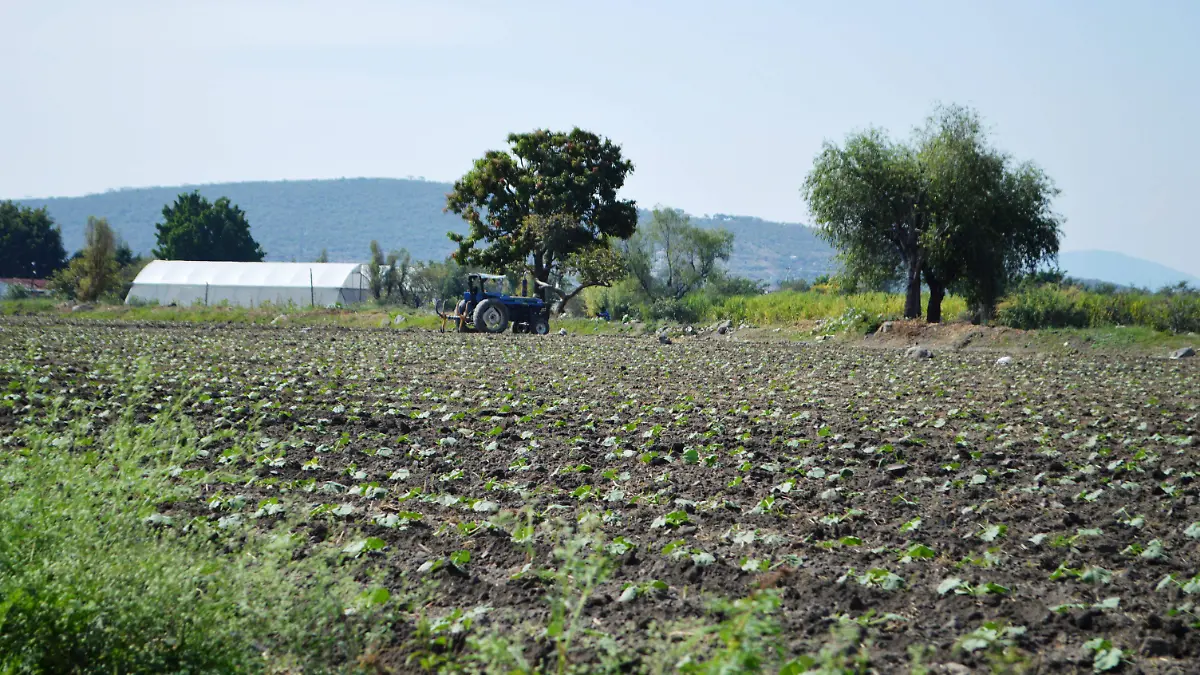 campo-del-estado-de-morelos