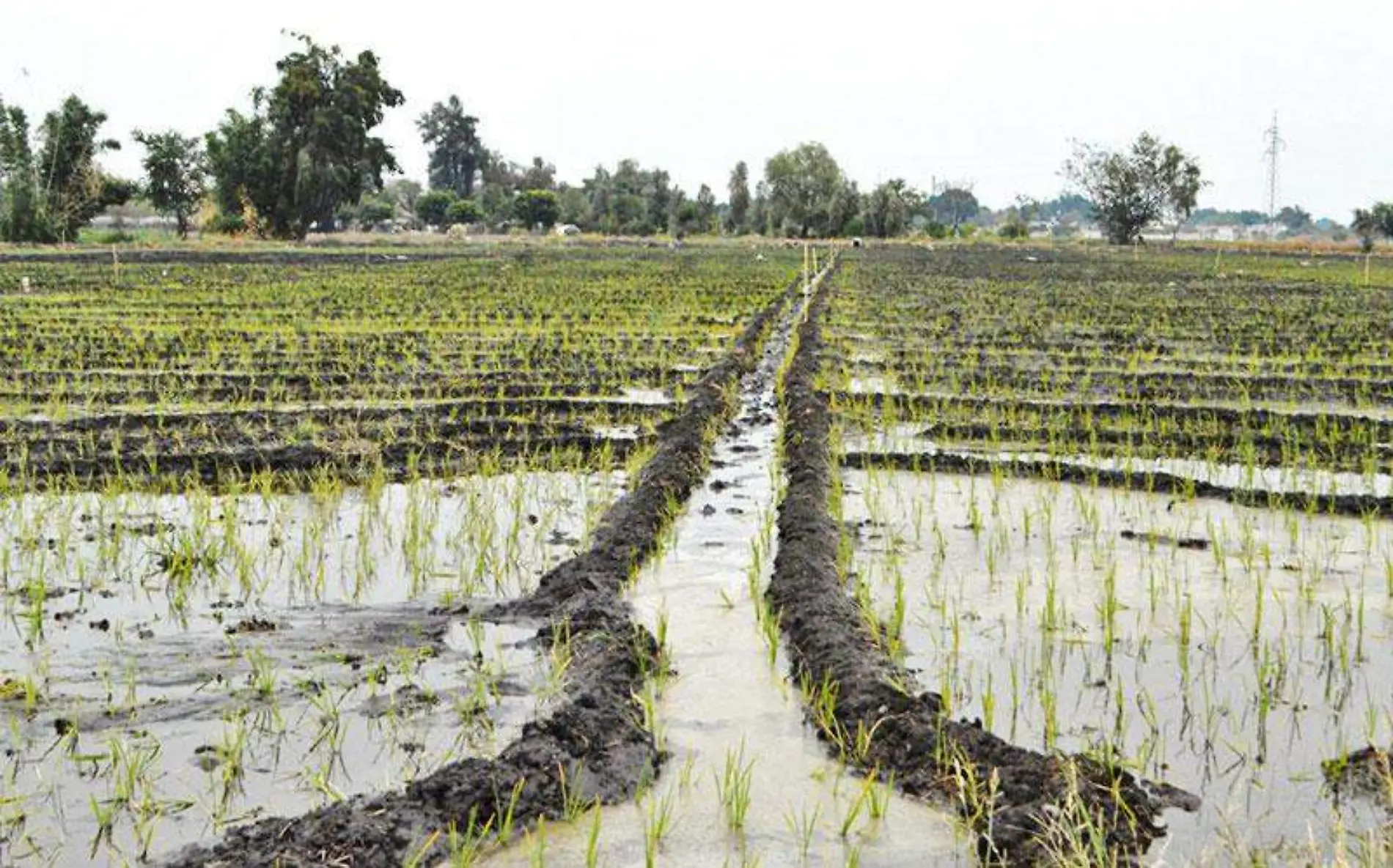 campo-arroz-morelos