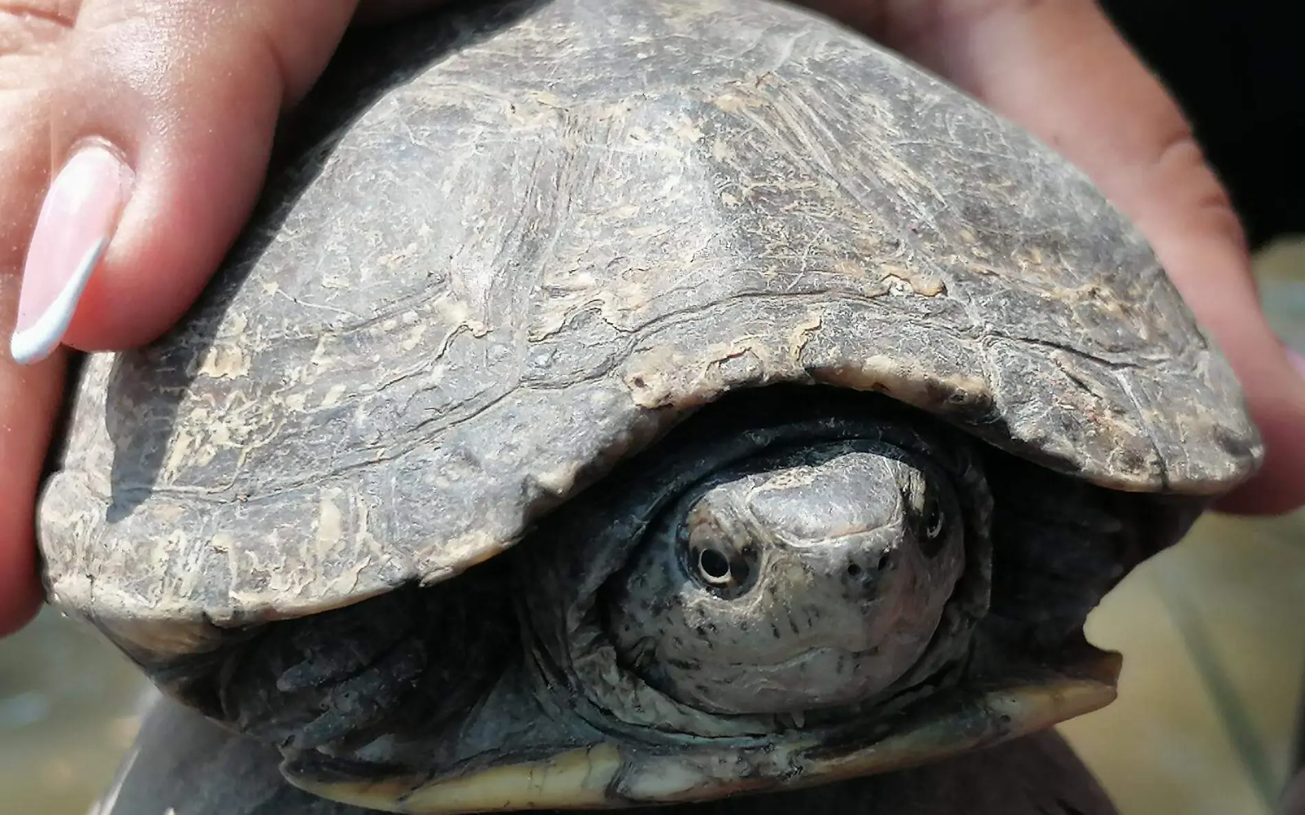 tortuga-casquito-cuautla-gude