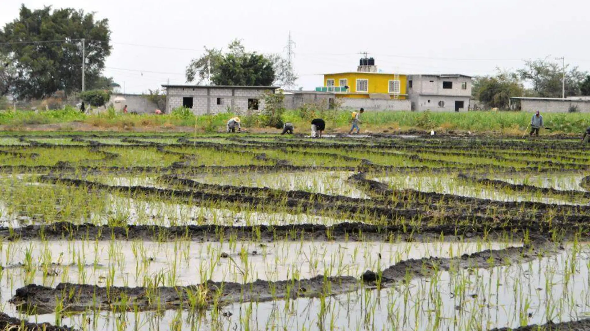 Arroz-morelos.cultivos