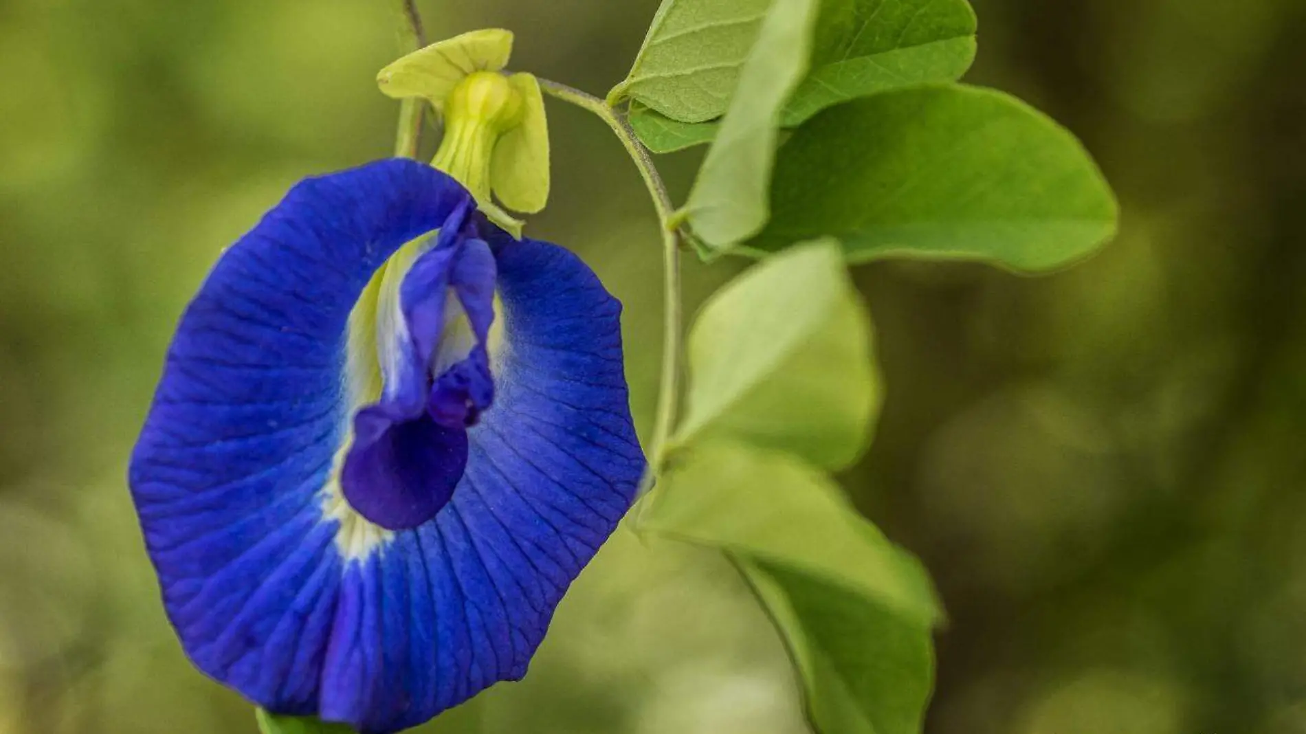 clitoria-campanilla-