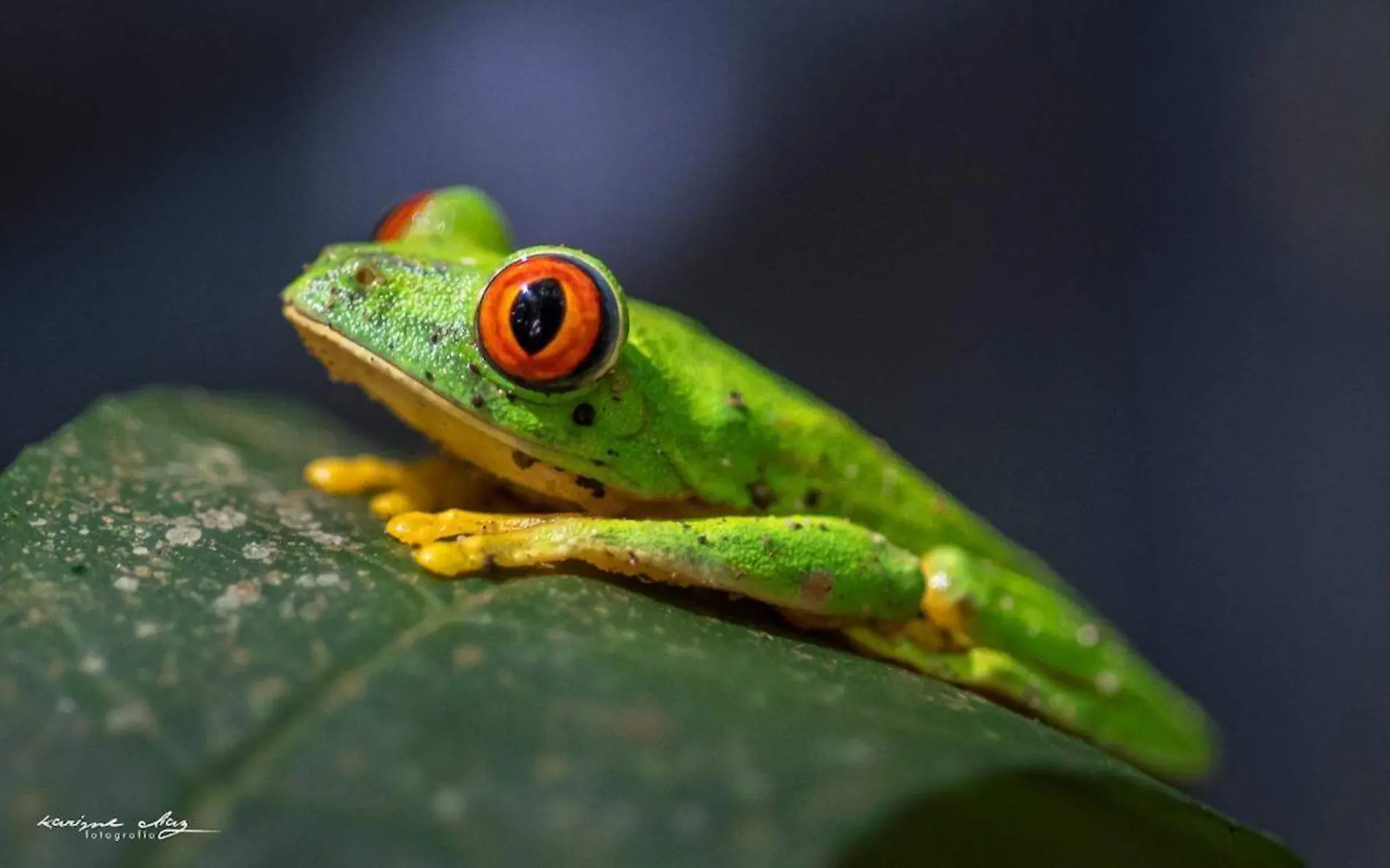 ambiente-ranas-ojos-rojos-1