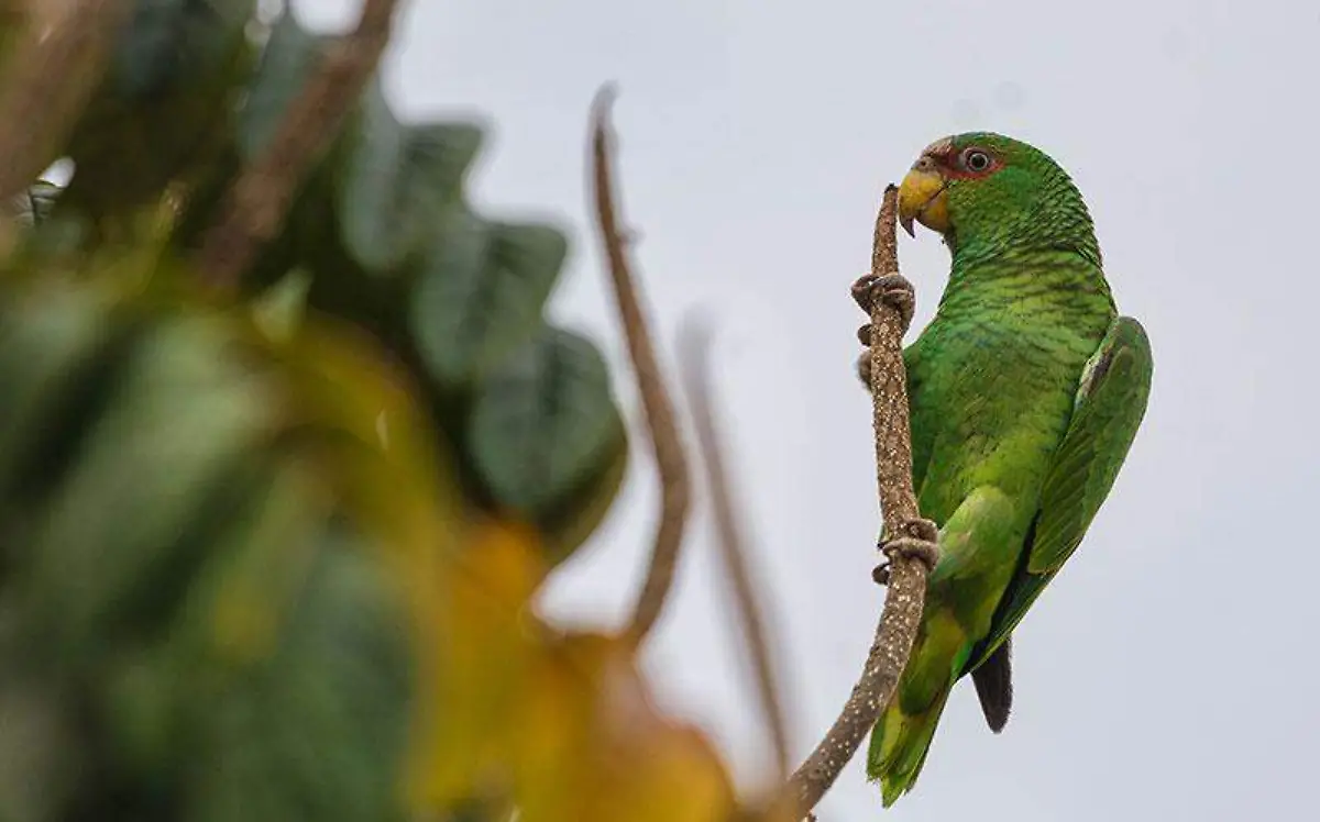 animalia-aves-mexico-1