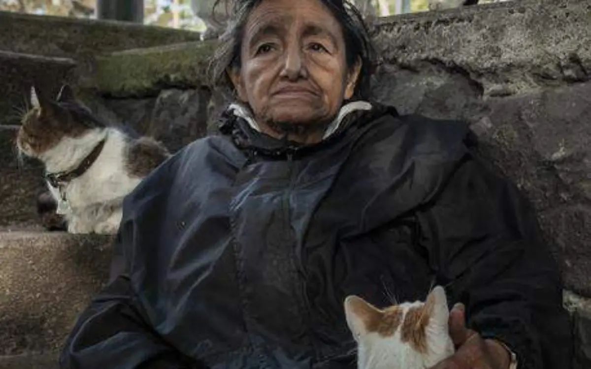 Los felinos tienen un grupo social único en el planeta/ CORTESÍA UNAM