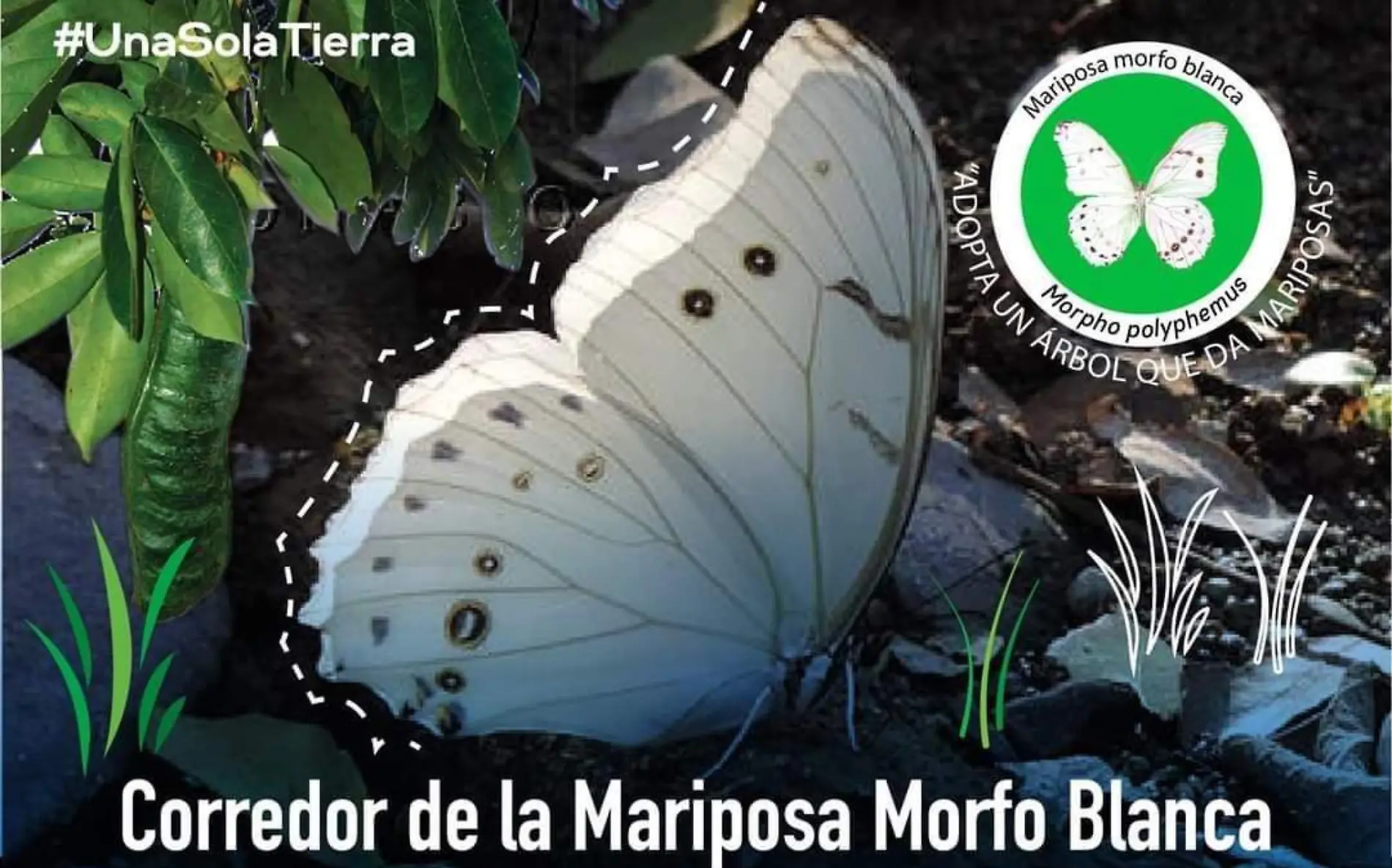 mariposa-morfo-sds