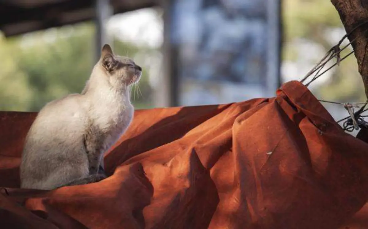 El gusto por ellos crece en una sociedad distinta, con incesante ritmo de vida, que les llama “gatijos”