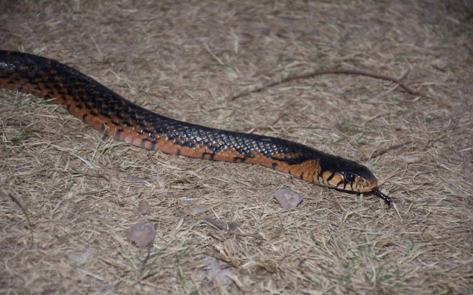 serpiente-tilcuate-morelos