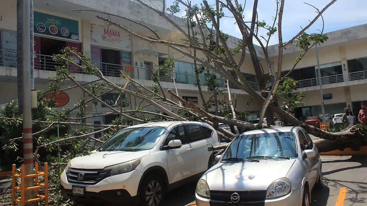 plaza-norte-caida-arbol-agustin