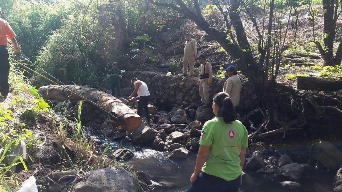 Árbol Caído en la barranca Manantiales Fovissste Las Águilas
