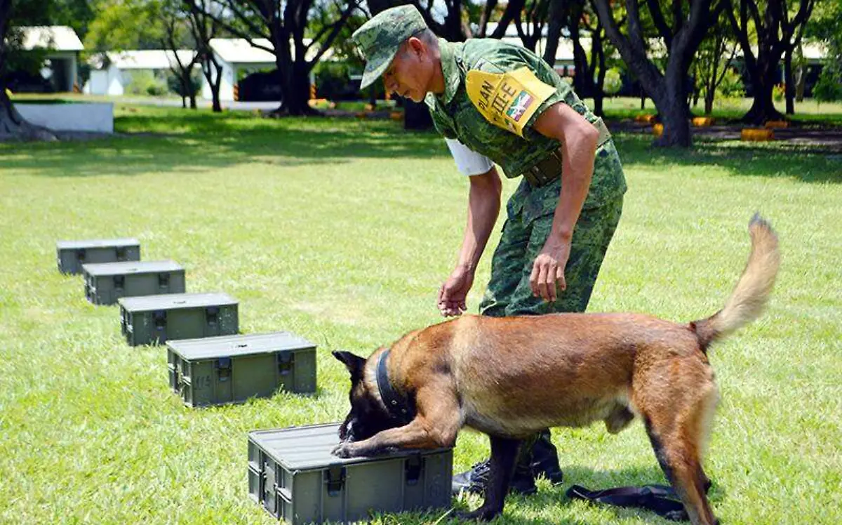 El proceso dura aproximadamente ocho meses