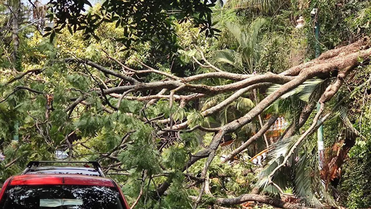 arbol-cae-cuernavaca-lya