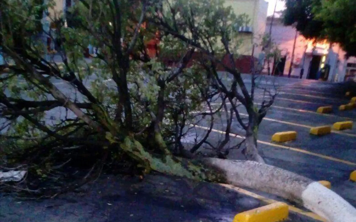 Varios árboles y ramas se cayeron tras las lluvias