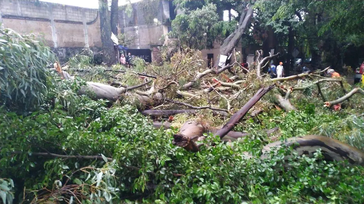 Caída de árbol (4)