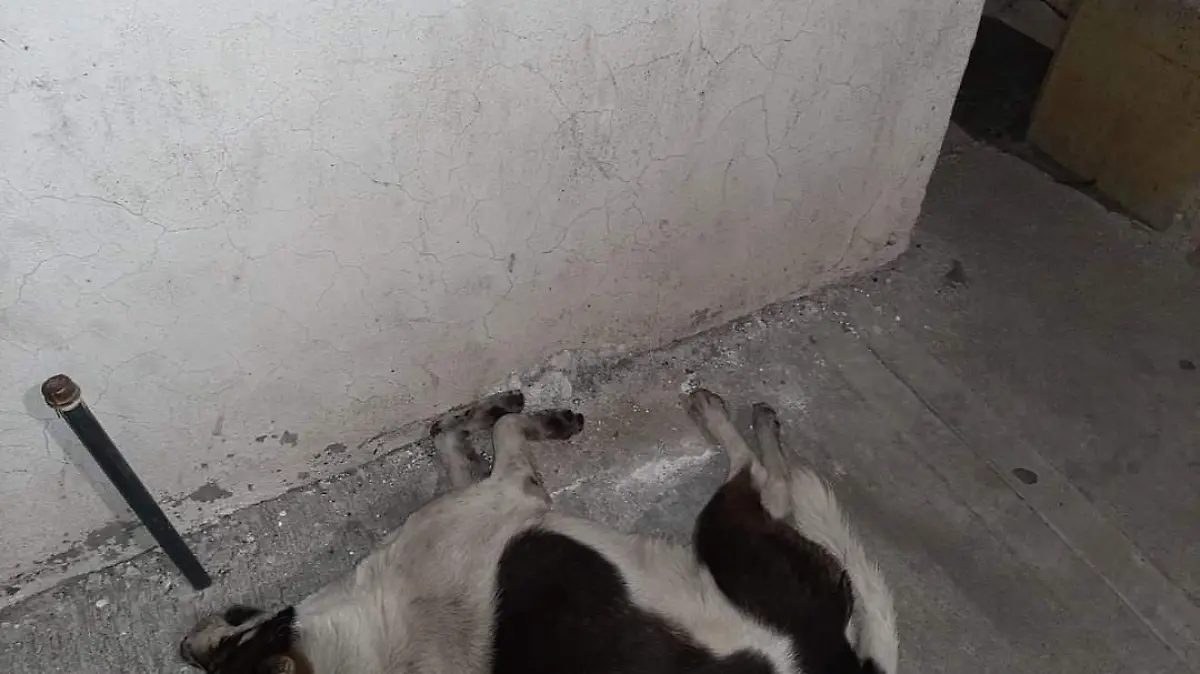 Perro