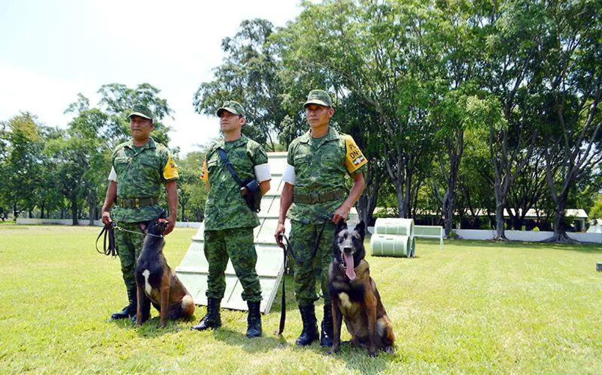 Los perros están entrenados para el rescate de personas