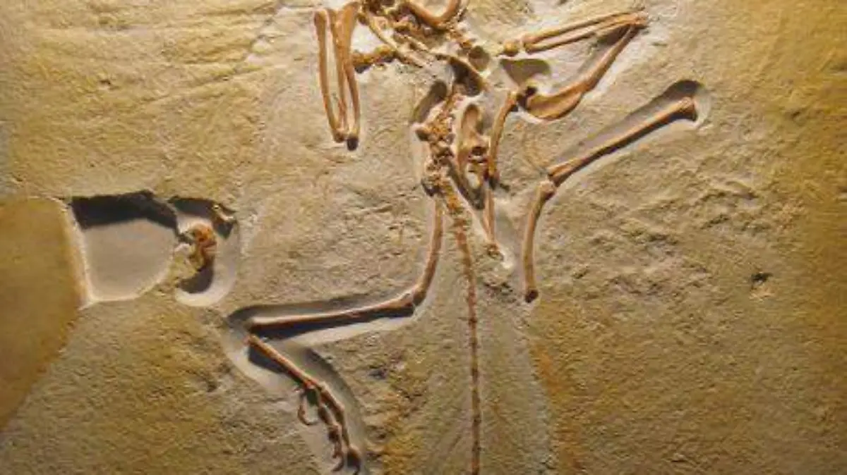 Arqueópterix, reproducción ejemplar de Londres