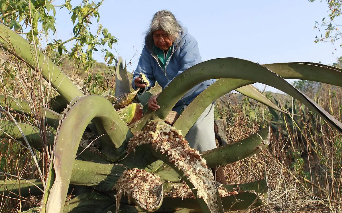 Jimadora tratando el agave
