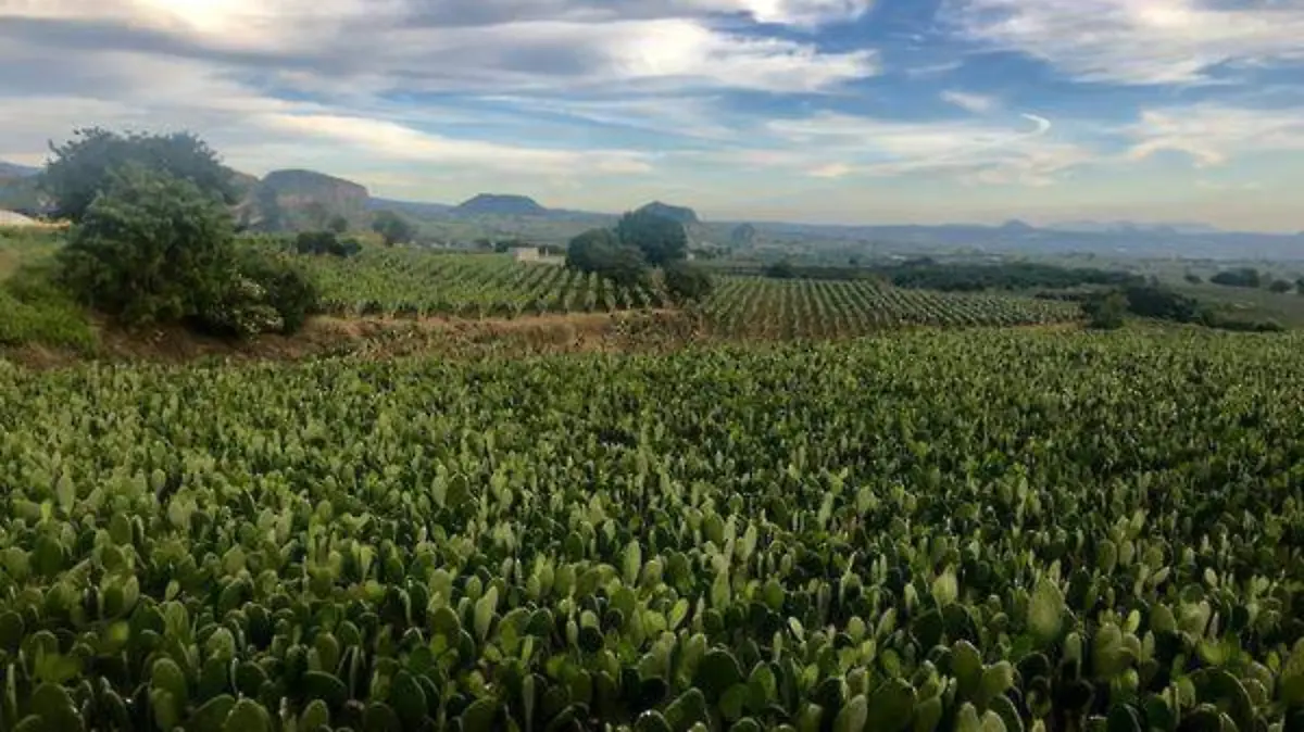 7 Sembradío de nopales en la comunidad.