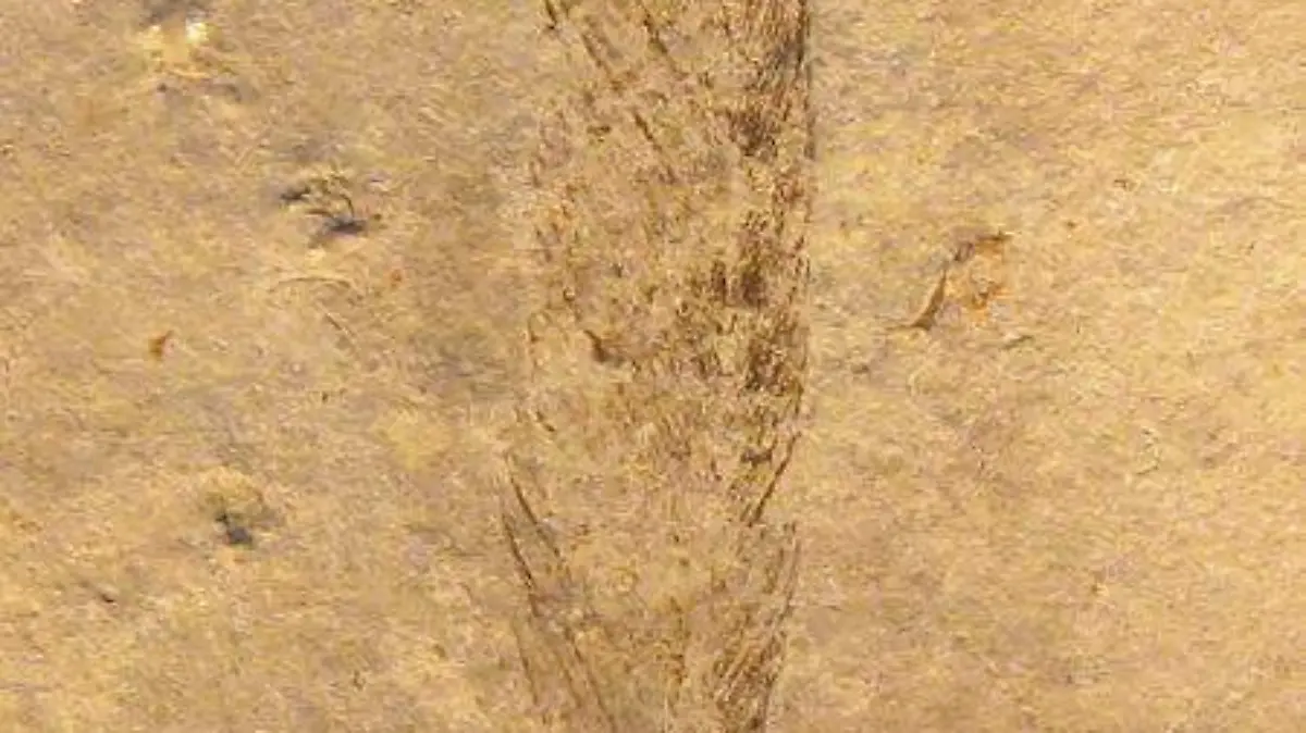 Arqueópterix pluma, ejemplar original