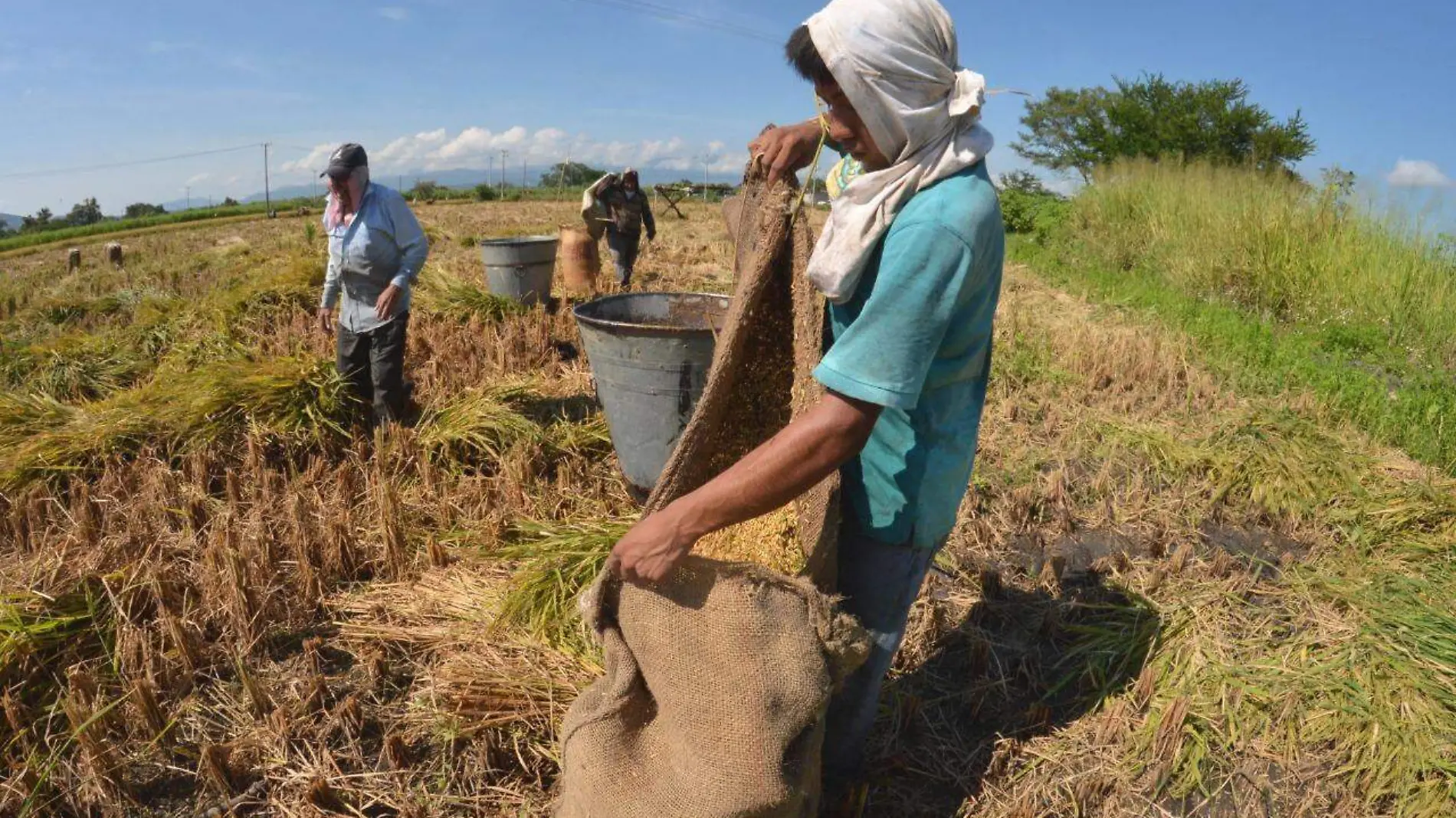 Campo-arroz-agricultor