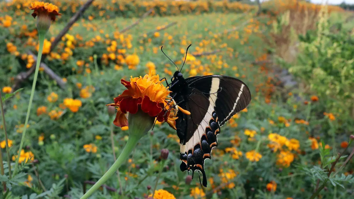 4 Cometa Gigante (Papilio cresphontes)