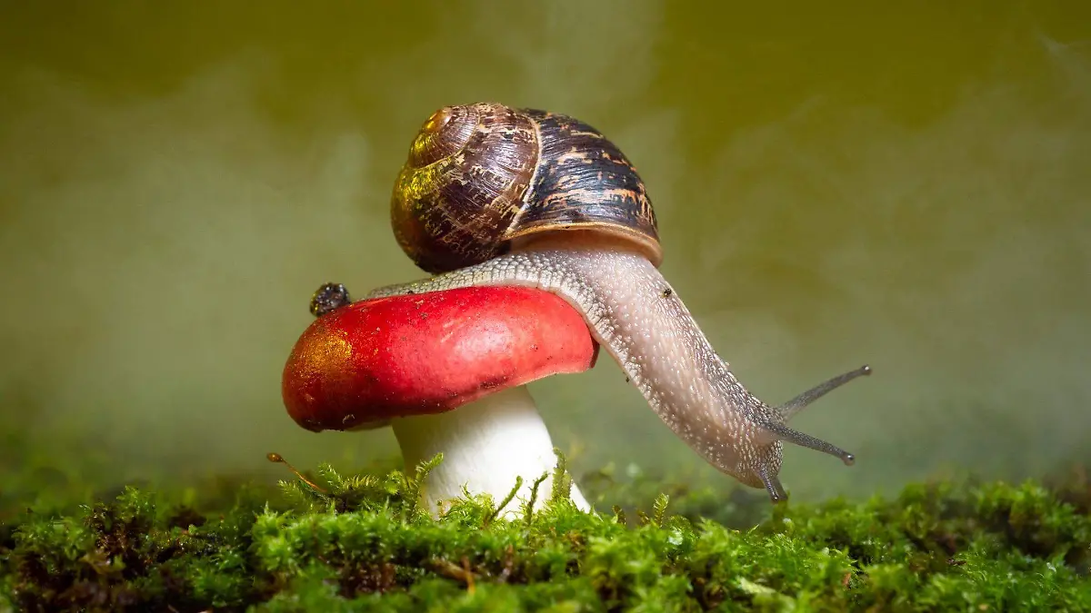Tienen un órgano único de los moluscos llamado rádula, similar a una lengua, pero con pequeños dientes que es fundamental para alimentarse